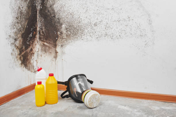 Best HVAC Mold Remediation in St James, MN