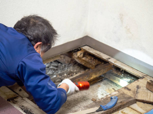 Best Residential Mold Remediation in St James, MN