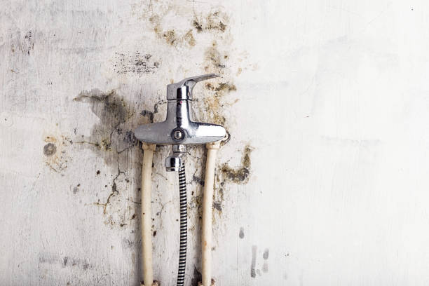  St James, MN Mold Removal Pros