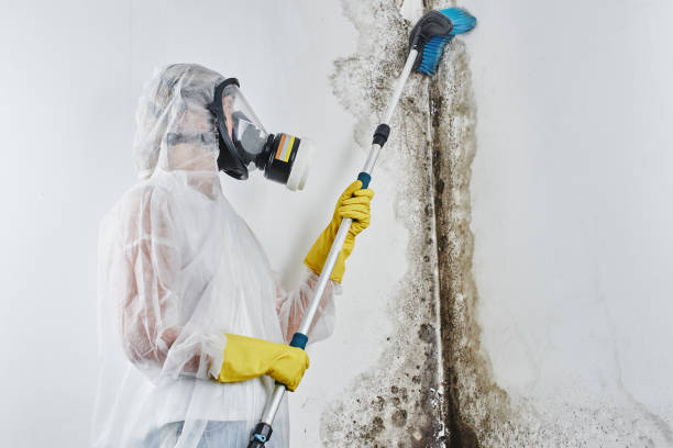 Best DIY Mold Remediation Support Services in St James, MN