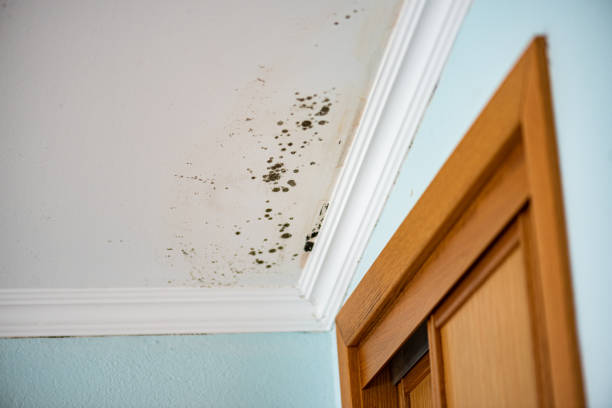 Best Mold Testing and Inspection Services in St James, MN