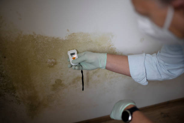 Best Residential Mold Remediation in St James, MN