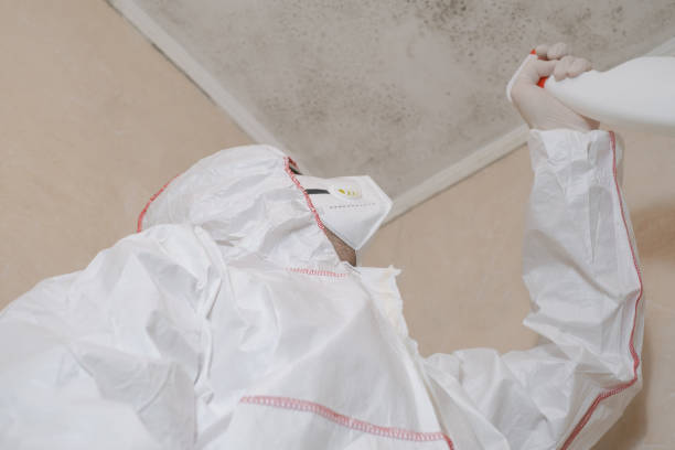 Best Emergency Mold Remediation in St James, MN