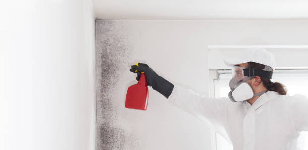 Best White Mold Remediation in St James, MN