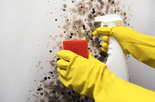Best Attic Mold Remediation in St James, MN