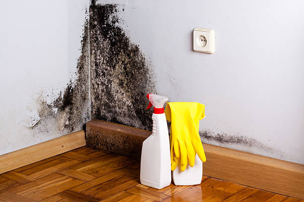 Best Mold Remediation for Schools in St James, MN